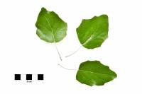 Peuplier blanc - feuilles sur fond blanc (Populus alba)